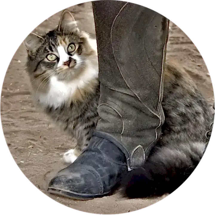 boots-circle a cat peeks out from behind a riding boot