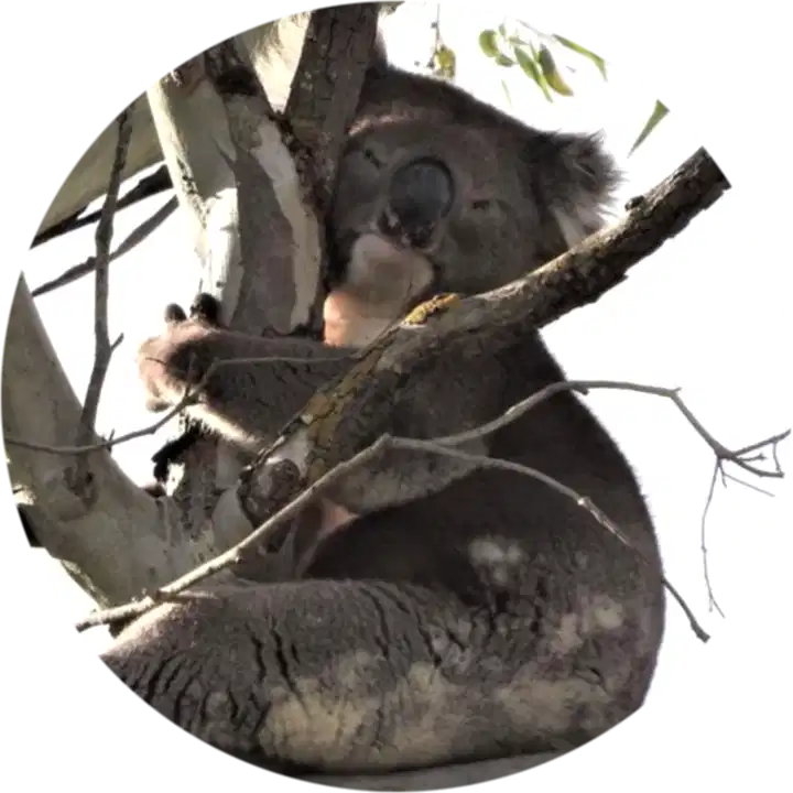 koala-circle a sleepy koala in a gum tree