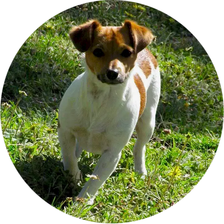 puppy-circle a cute puppy standing on a lawn
