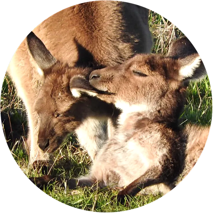 roos-circle two kangaroos